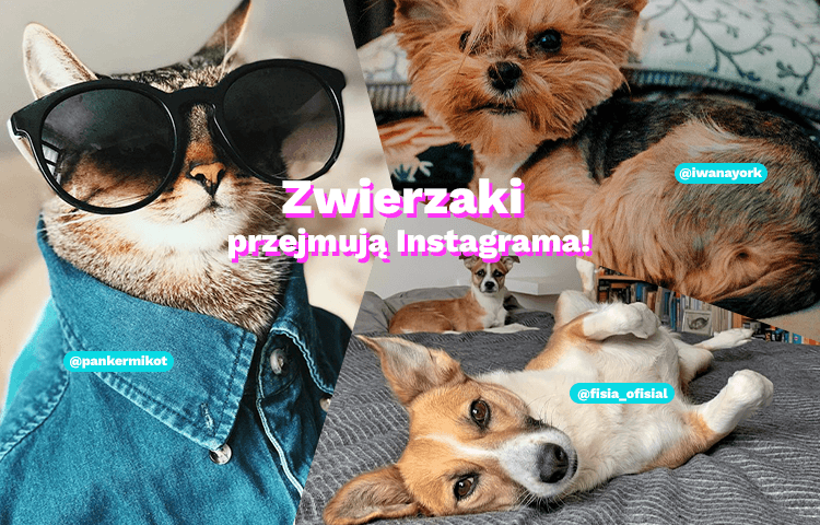 https://app.brandbuddies.pl/uploads/blog_post/photo/246/zwierzaczki.png